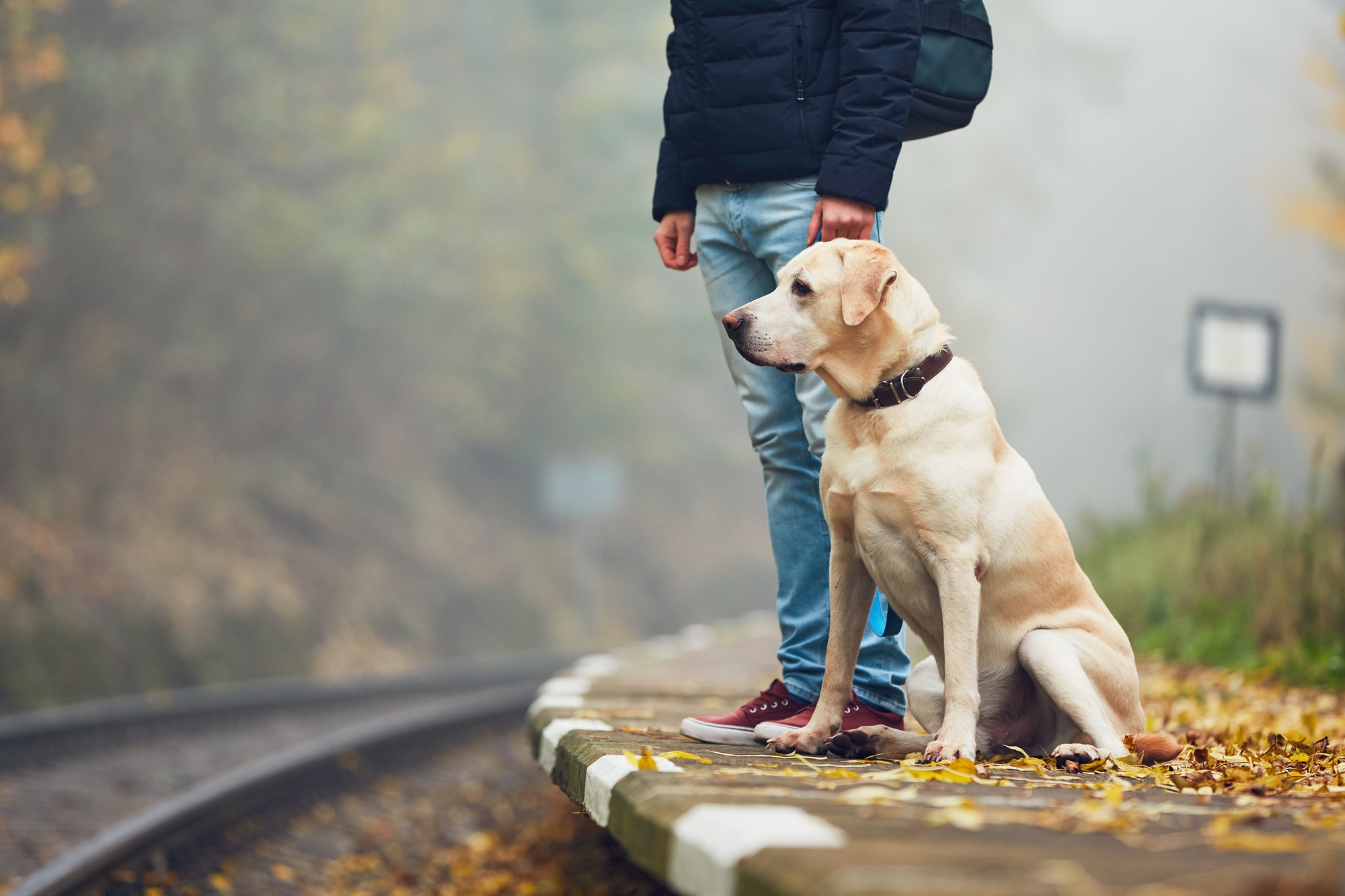 Man traveling with his dog by train